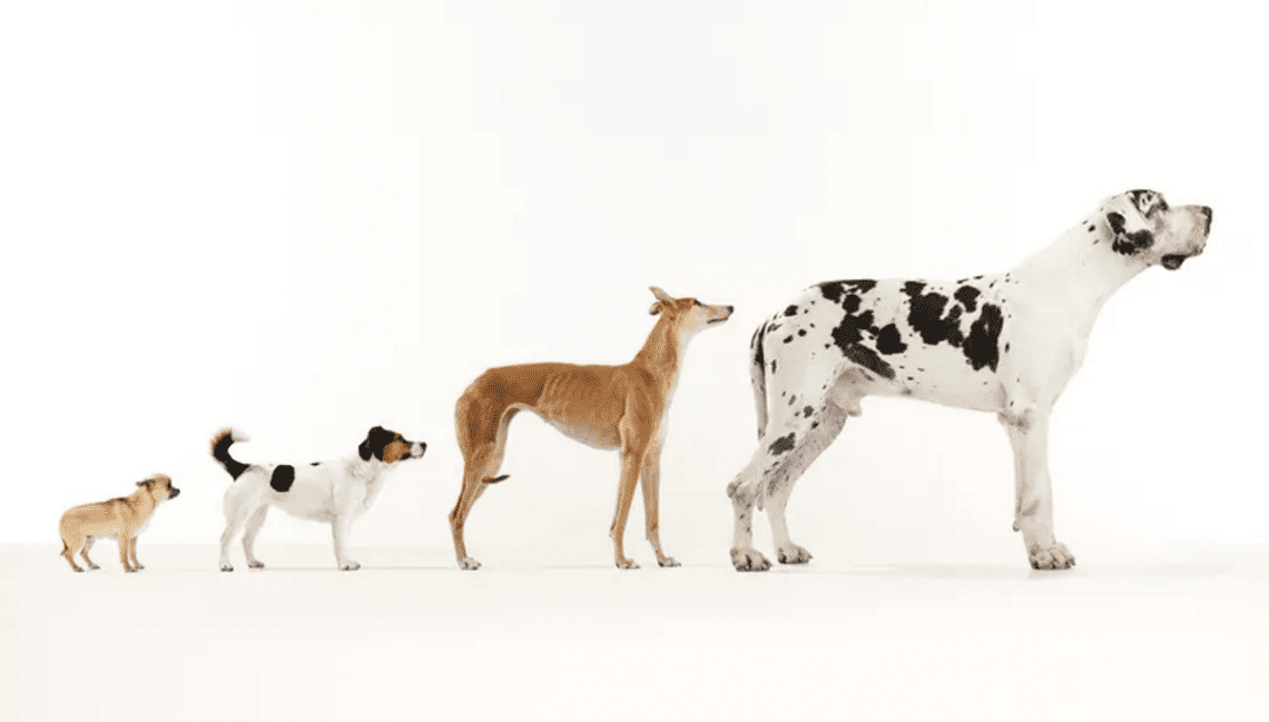 The Species “Dog”