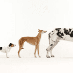 The Species "Dog"