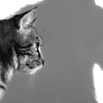 The Carnivorous Cat