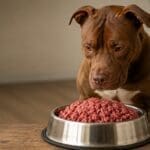 Have We Overcomplicated Feeding Our Dogs?