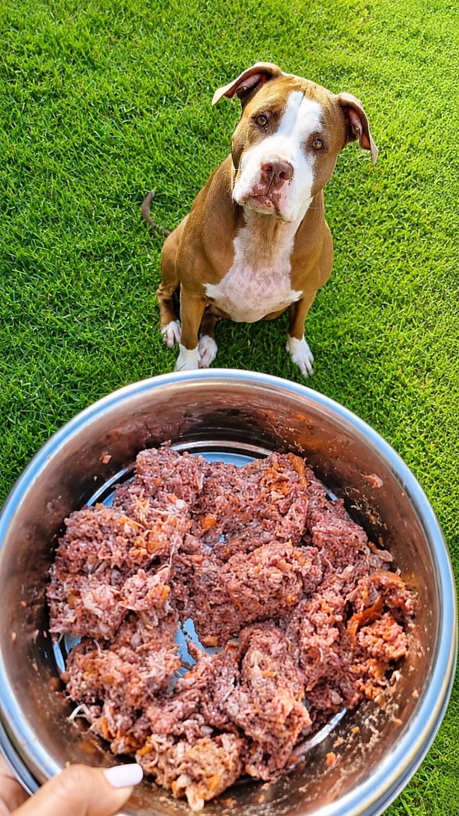 Dog eating a fresh Doggy Chef meal from a bowl on the grass