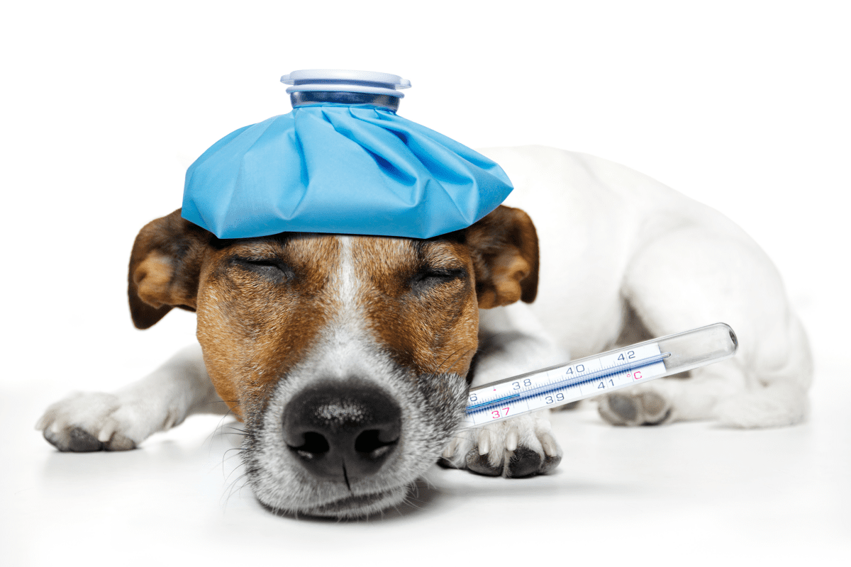 Pancreatitis in Pets