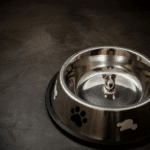 The Gut-Brain Connection: How Diet Shapes Your Dog's behavior