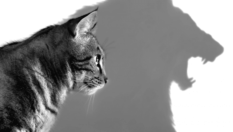 Why Biologically Species Appropriate Food is Important for Your Cats