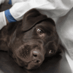 Kidney Disease in Cats and Dogs