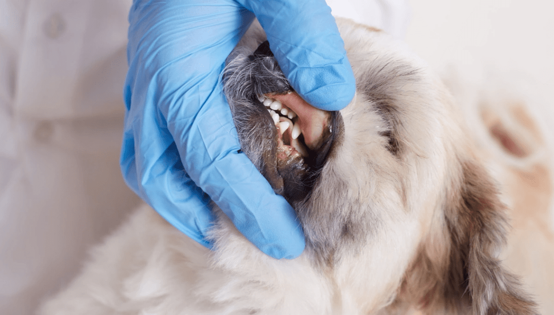 Periodontal Disease in Cats and Dogs