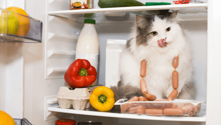 Unleashing the Best for Your Furry Friend: A Guide to Thawing Doggy Chef Raw Pet Food!