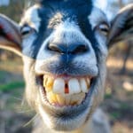 The Truth About What Dogs and Cats Really Are: Why Species Matters More Than Marketing