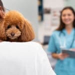 Why Pets Are Sicker Than Ever: The Modern Pet Health Crisis Explained